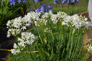 Agapanthus 'White Willy ®' (bladhoudend)