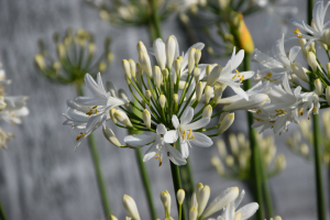 Agapanthus 'White Willy ®' (bladhoudend)