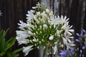 Agapanthus 'White heaven ®' (bladhoudend)