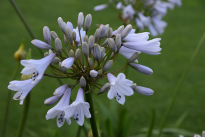 Agapanthus 'Windsor grey' (à feuillage caduque)