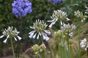 Agapanthus 'Windsor grey' (bladverliezend)