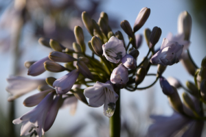 Agapanthus 'Windsor grey' (bladverliezend)