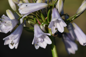 Agapanthus 'Windsor grey' (bladverliezend)