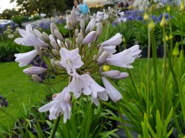 Agapanthus 'Windsor grey' (à feuillage caduque)