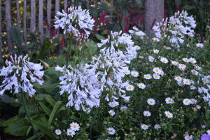 Agapanthus 'Windsor grey' (bladverliezend)