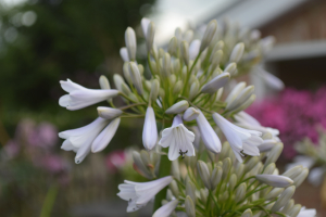 Agapanthus 'Windsor grey' (bladverliezend)