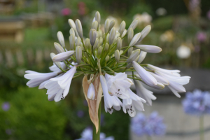 Agapanthus 'Windsor grey' (bladverliezend)