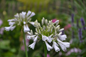 Agapanthus 'Windsor grey' (bladverliezend)