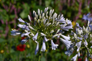 Agapanthus 'Windsor grey' (bladverliezend)