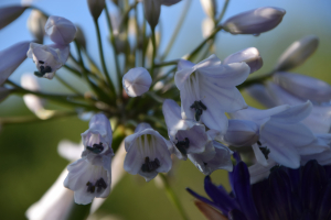 Agapanthus 'Windsor grey' (bladverliezend)