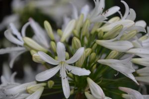 Agapanthus 'Snow in Paris' (bladverliezend)