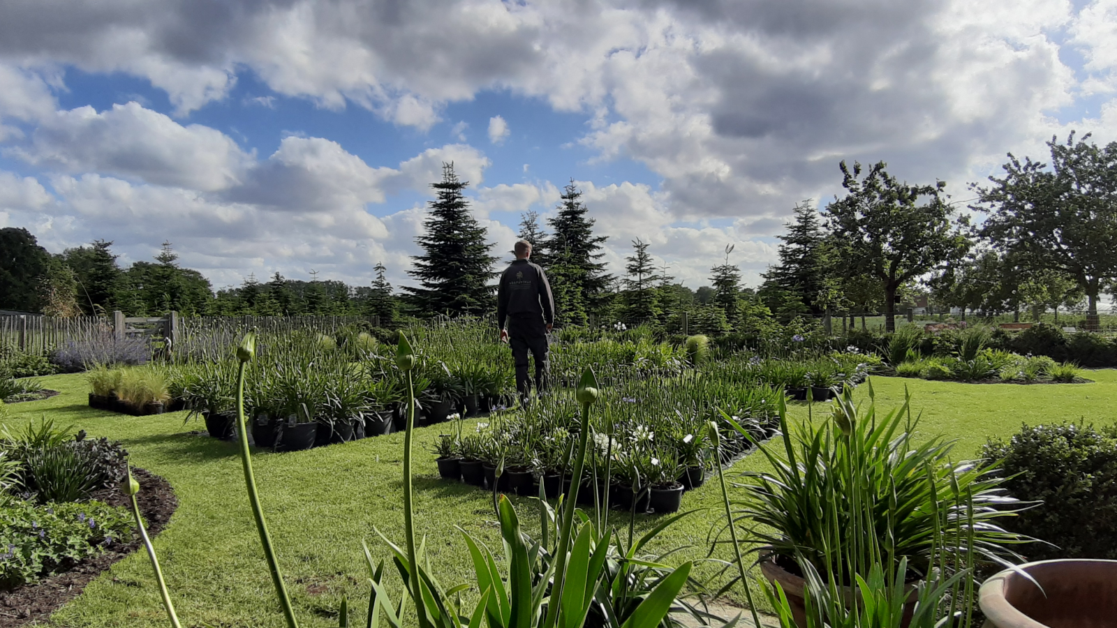 Open Agapanthus days | Agapanthuskwekerij