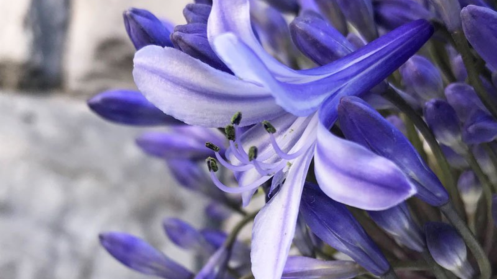 Agapanthus 'Summer love blue ®' (evergreen) Agapanthuskwekerij