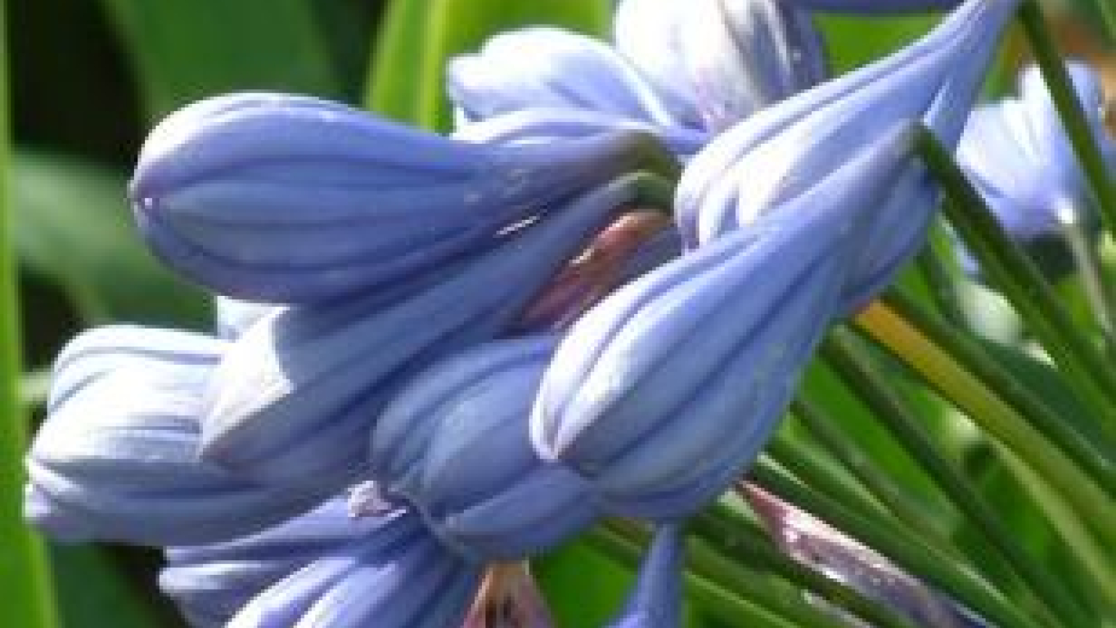 Agapanthus 'Flore pleno' (evergeen) | Agapanthuskwekerij