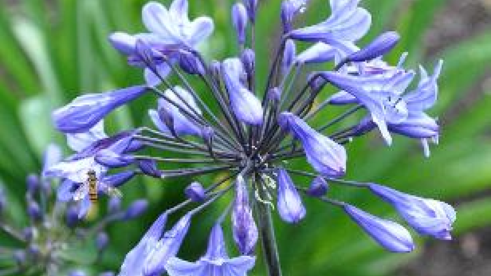 Agapanthus Oxford Blue Deciduous Agapanthuskwekerij Agapanthus Oxford Blue Deciduous Agapanthuskwekerij