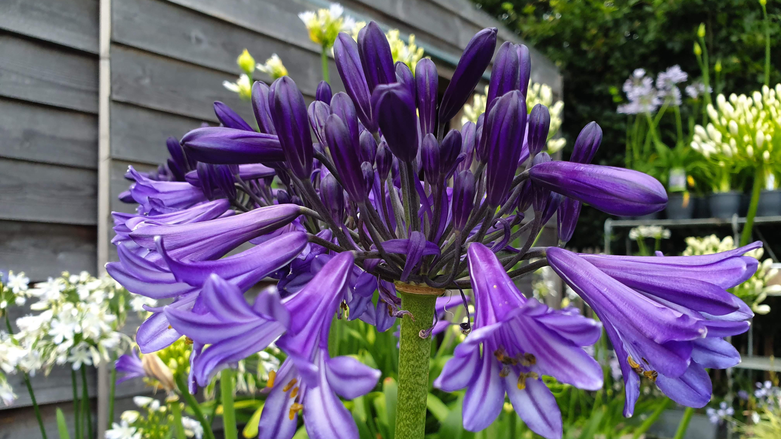 Agapanthus 'Black Pantha ®' (evergreen) | Agapanthuskwekerij Agapanthus 'Black Pantha ®' (evergreen) | Agapanthuskwekerij