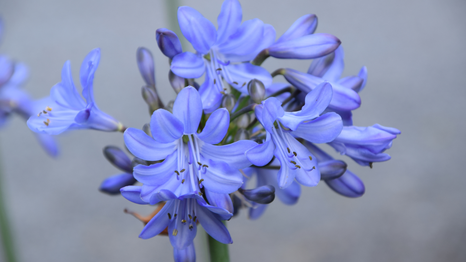 Agapanthus Blue Cura ao bladverliezend Agapanthuskwekerij agapanthus-blue-cura-ao-bladverliezend-agapanthuskwekerij