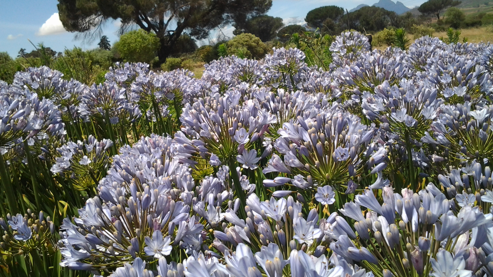 Agapanthus 'Blue flare ®' (bladhoudend) Agapanthuskwekerij