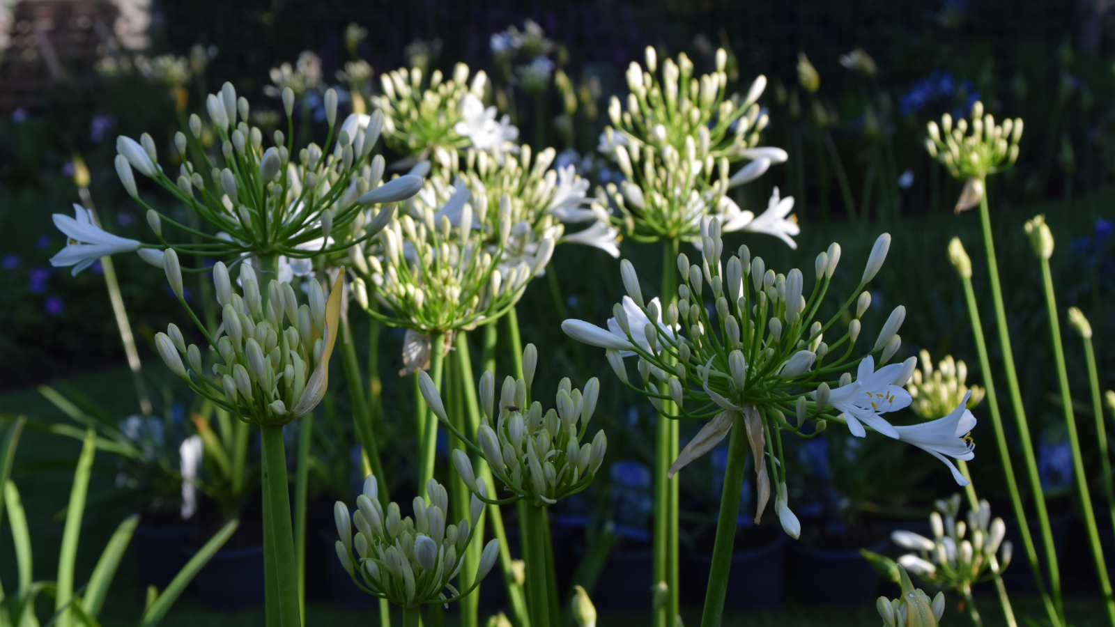 Araujia hortorum : Moth plant - Cruel Vine - Milk Weed. Invasive plants, Plants,