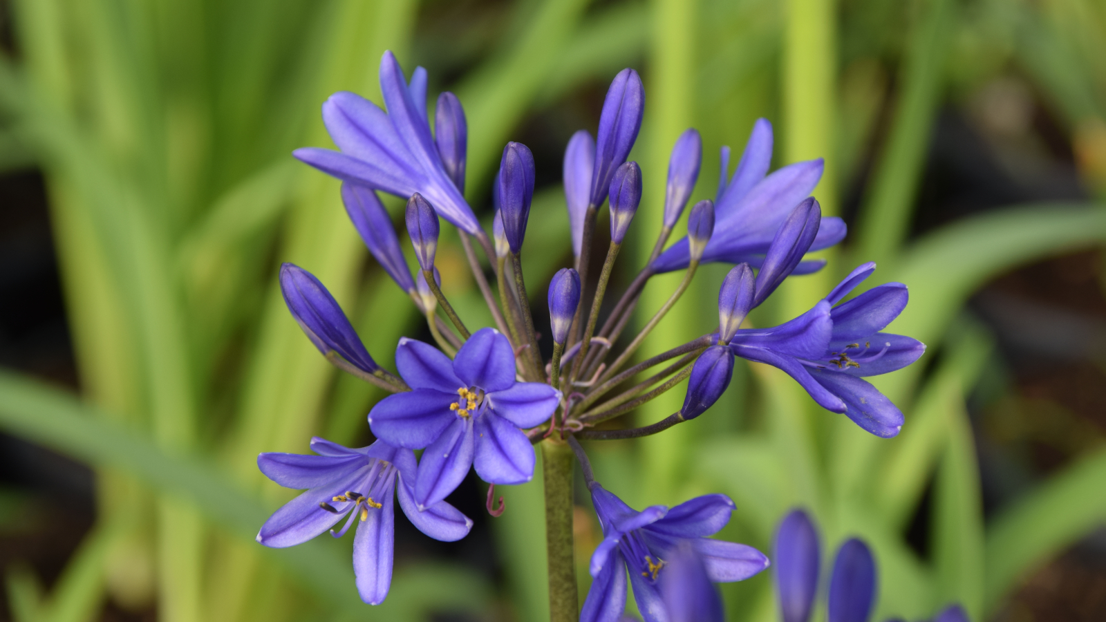 Agapanthus 'Brilliant blue ®' (bladhoudend) Agapanthuskwekerij
