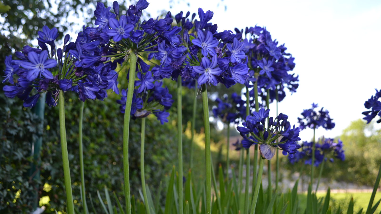 Agapanthus 'Maurice' (deciduous) Agapanthuskwekerij Agapanthus 'Maurice' (deciduous) Agapanthuskwekerij