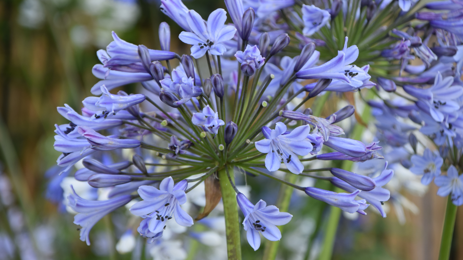 Agapanthus 'Melbourne' (deciduous) Agapanthuskwekerij Agapanthus 'Melbourne' (deciduous) Agapanthuskwekerij