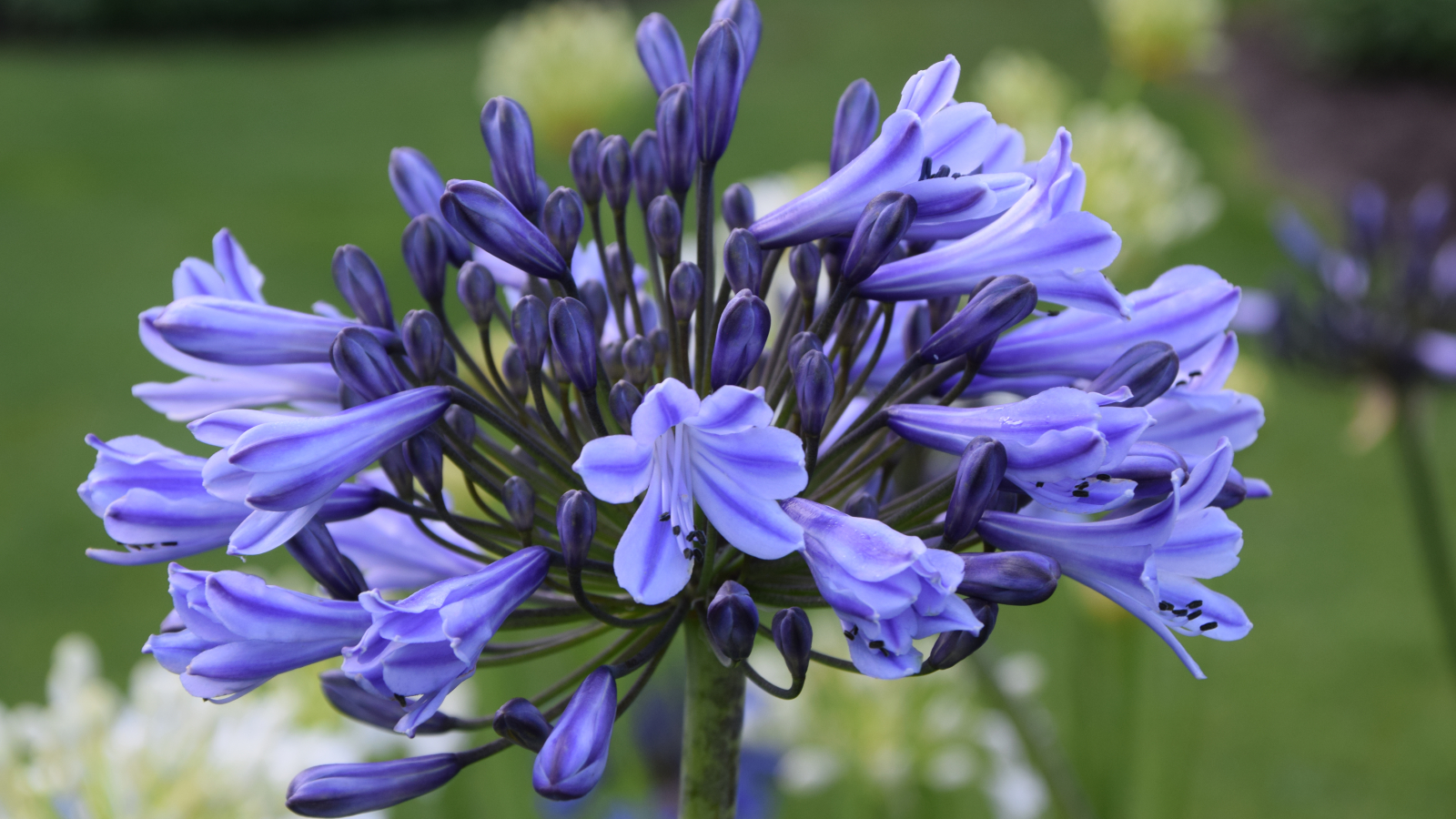Agapanthus 'Melbourne' (deciduous) Agapanthuskwekerij Agapanthus 'Melbourne' (deciduous) Agapanthuskwekerij